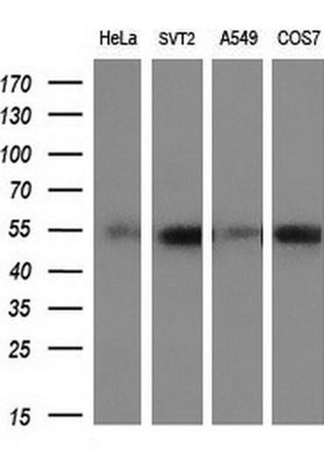 c-Myc Antibody in Western Blot (WB)