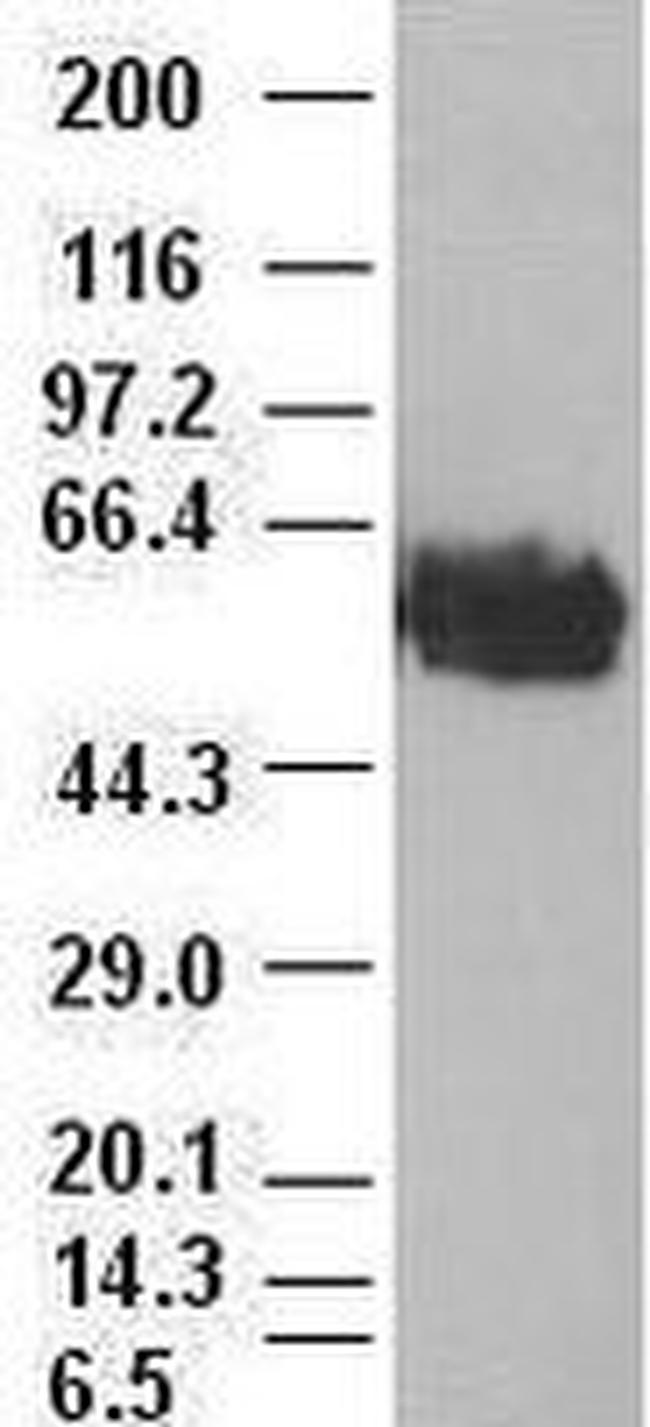 c-Myc Antibody in Western Blot (WB)