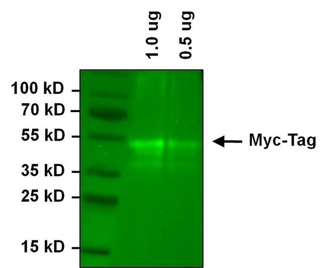 c-Myc Antibody in Western Blot (WB)