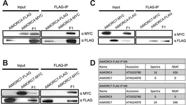 c-Myc Antibody in Western Blot (WB)