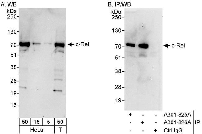 c-Rel Antibody in Western Blot (WB)