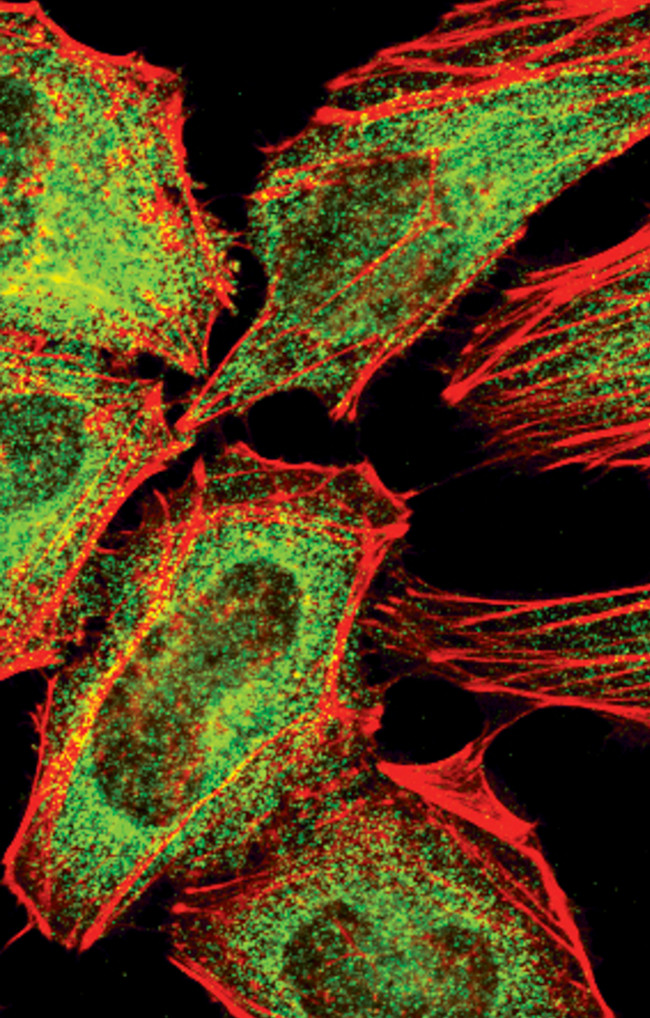 c-Rel Antibody in Immunocytochemistry (ICC/IF)