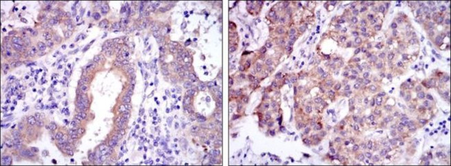 c-Rel Antibody in Immunohistochemistry (Paraffin) (IHC (P))