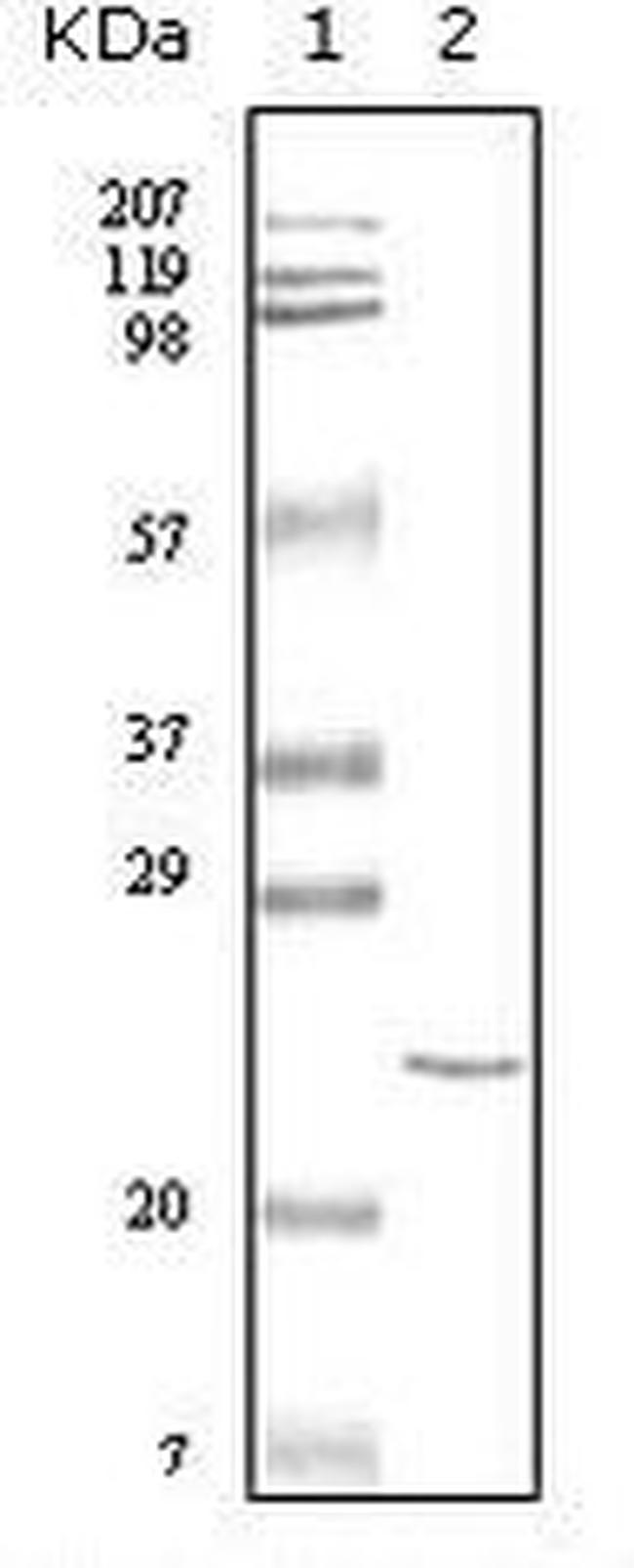 Cardiac Troponin I Antibody in Western Blot (WB)