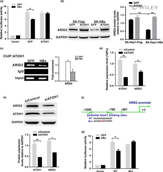 ATOH1 Antibody in Western Blot (WB)