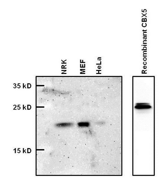 HP1 alpha Antibody in Western Blot (WB)