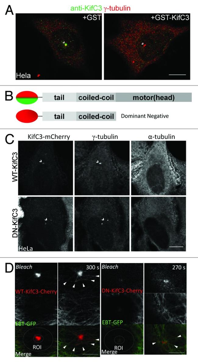 KIFC3 Antibody in Immunocytochemistry (ICC/IF)