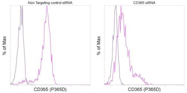 CD365 (Tim-1) Antibody