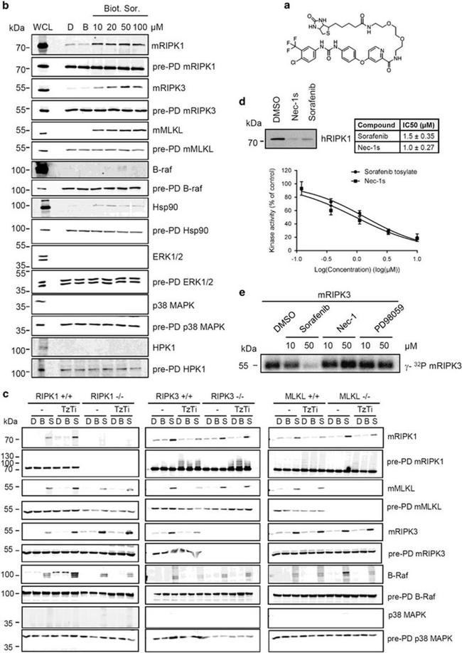 RIP3 Antibody in Western Blot (WB)