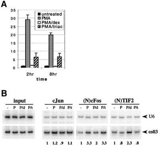 SRC2 Antibody in ChIP Assay (ChIP)