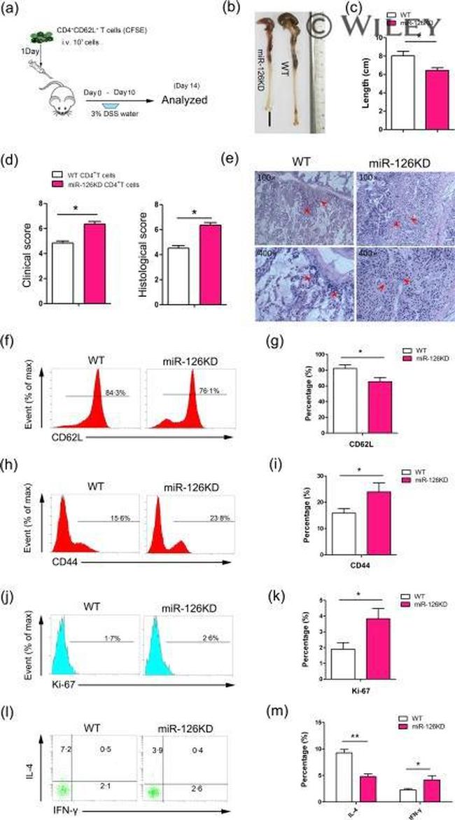 Ki-67 Antibody in Flow Cytometry (Flow)