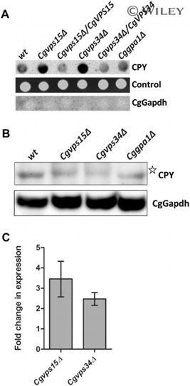 PRC1 Antibody in Western Blot (WB)