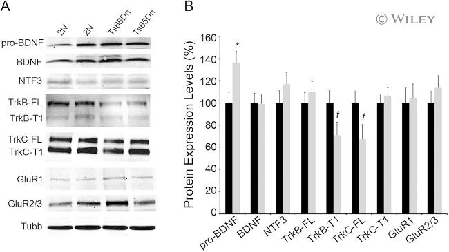 NTF3 Antibody in Western Blot (WB)