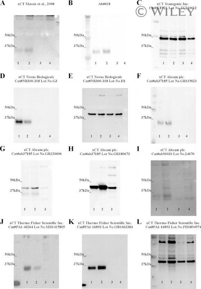 SLC7A11 Antibody in Western Blot (WB)