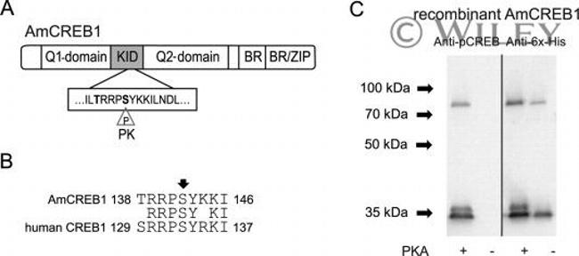 6x-His Tag Antibody in Western Blot (WB)