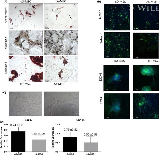 DDX4 Antibody in Immunocytochemistry (ICC/IF)