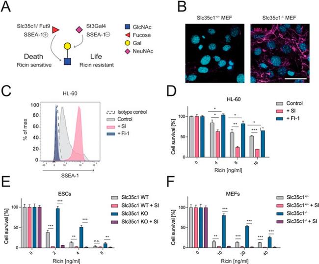 SSEA1 Antibody in Flow Cytometry (Flow)