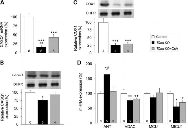 MTCO1 Antibody in Western Blot (WB)