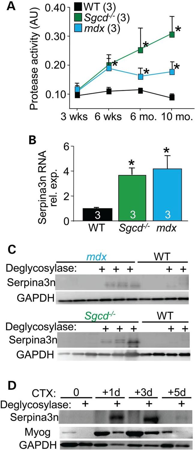 CaV1.1 Antibody in Western Blot (WB)