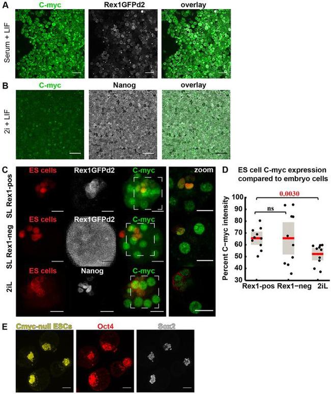 Nanog Antibody in Immunohistochemistry (IHC)