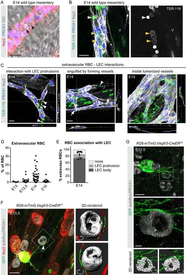 TER-119 Antibody in Immunohistochemistry (IHC)