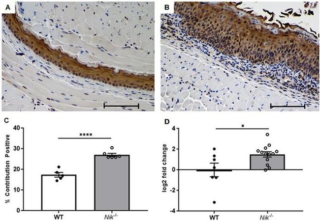 TSLP Antibody in Immunohistochemistry (IHC)