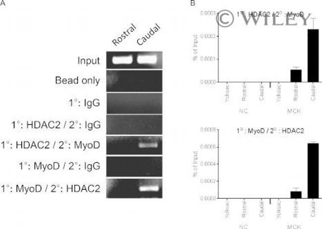 HDAC2 Antibody in ChIP Assay (ChIP)