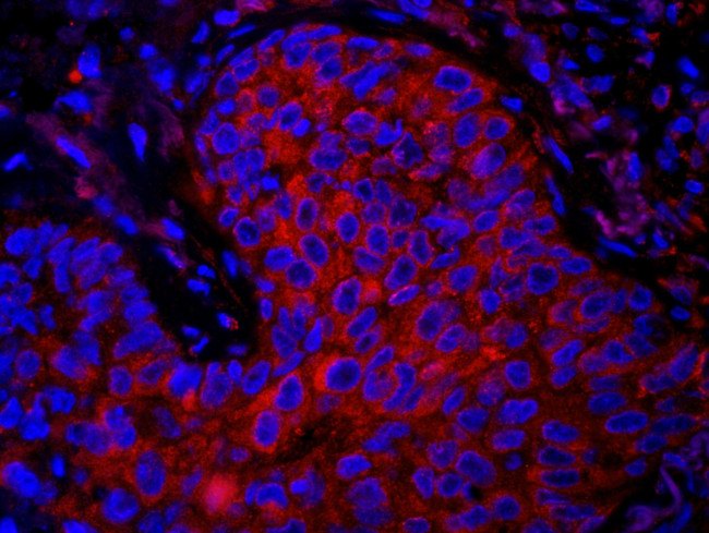 eEF1G Antibody in Immunohistochemistry (IHC)