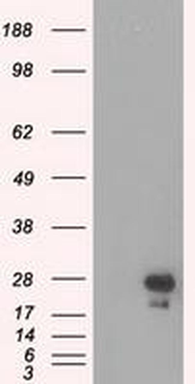 eGFP Antibody in Western Blot (WB)