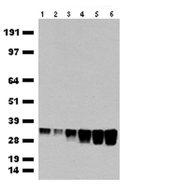 eGFP Antibody in Western Blot (WB)