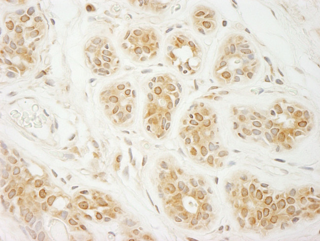 eIF2A Antibody in Immunohistochemistry (IHC)