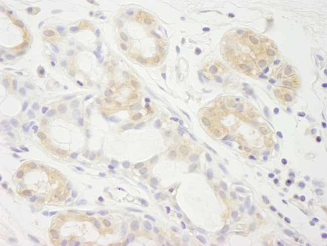 eIF2A Antibody in Immunohistochemistry (IHC)