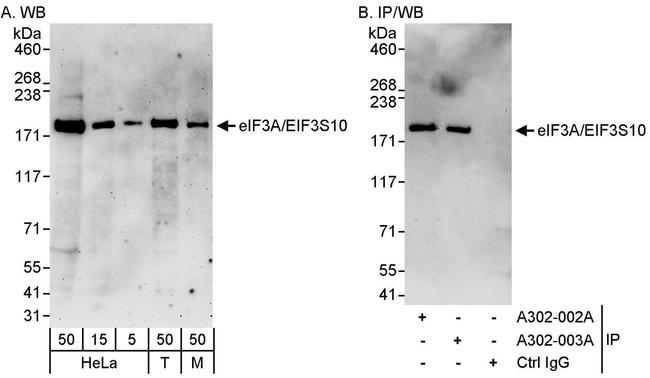 eIF3A/eIF3S10 Antibody in Western Blot (WB)