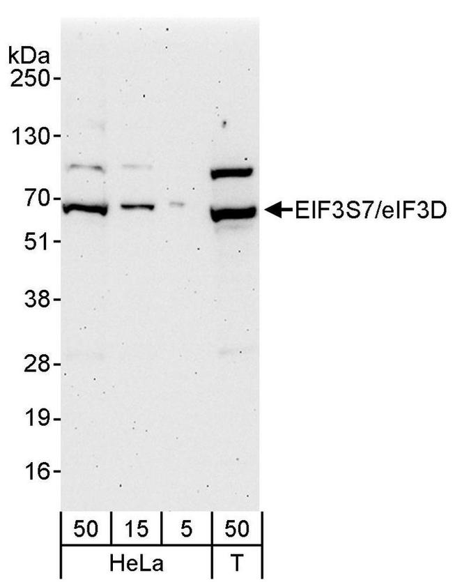 eIF3D/EIF3S7 Antibody in Western Blot (WB)