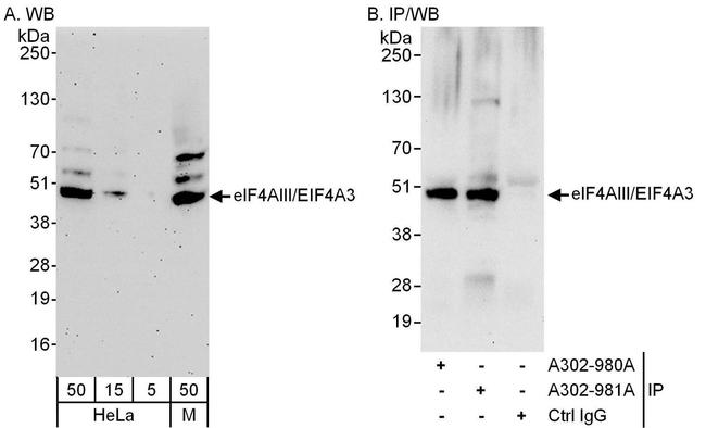eIF4AIII/EIF4A3 Antibody in Western Blot (WB)