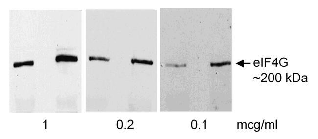 eIF4G1/eIF4GI Antibody in Western Blot (WB)