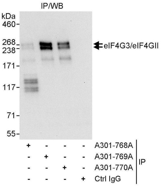 eIF4G3/eIF4GII Antibody in Immunoprecipitation (IP)