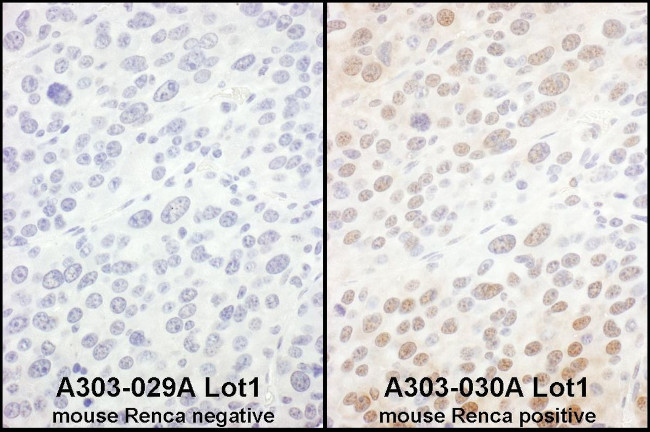 eIF6 Antibody in Immunohistochemistry (IHC)