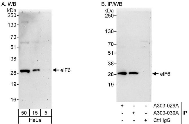 eIF6 Antibody in Western Blot (WB)