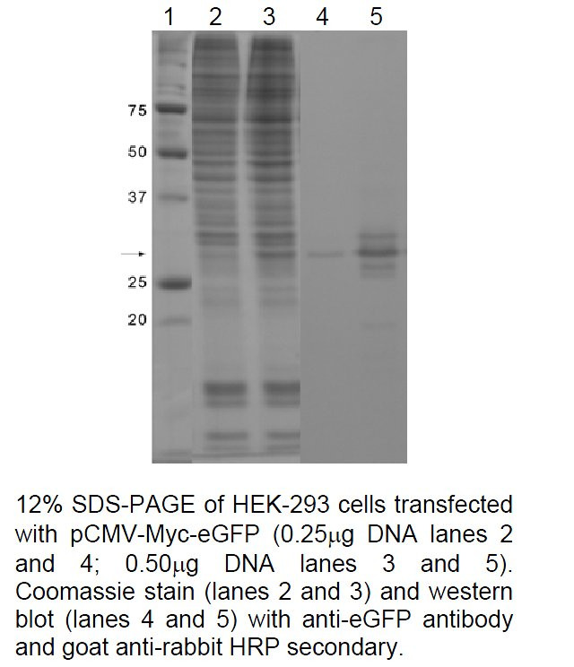 eGFP Antibody in Western Blot (WB)