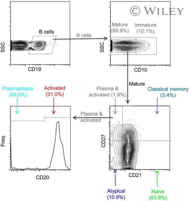 CD21 Antibody in Flow Cytometry (Flow)