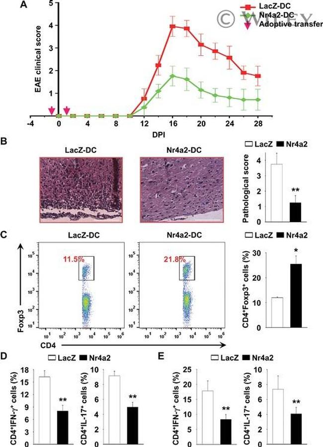 IL-17A Antibody in Flow Cytometry (Flow)