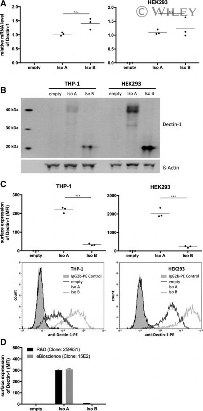 CD369 (Clec7a, Dectin-1) Antibody in Flow Cytometry (Flow)