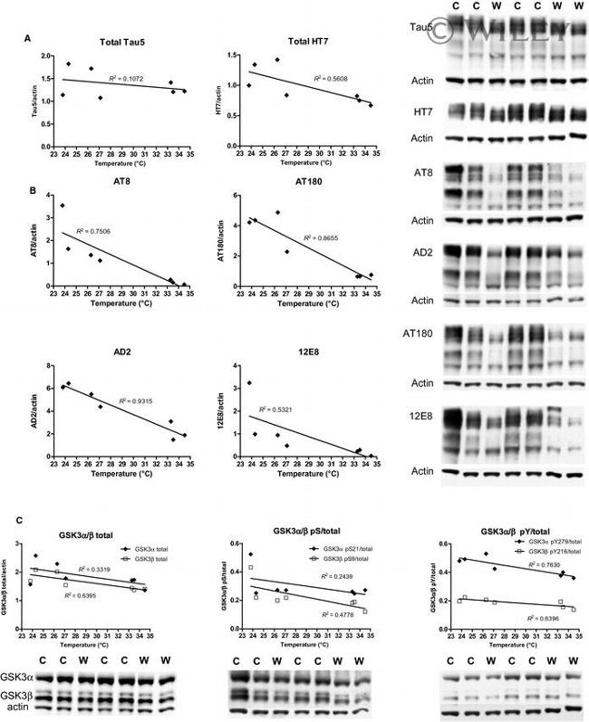 GSK3 alpha/beta Antibody in Western Blot (WB)