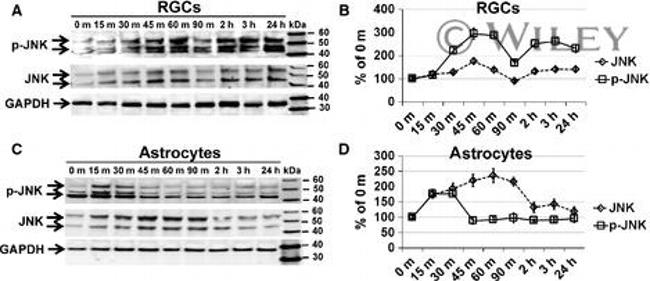 Phospho-JNK1/JNK2 (Thr183, Tyr185) Antibody in Western Blot (WB)