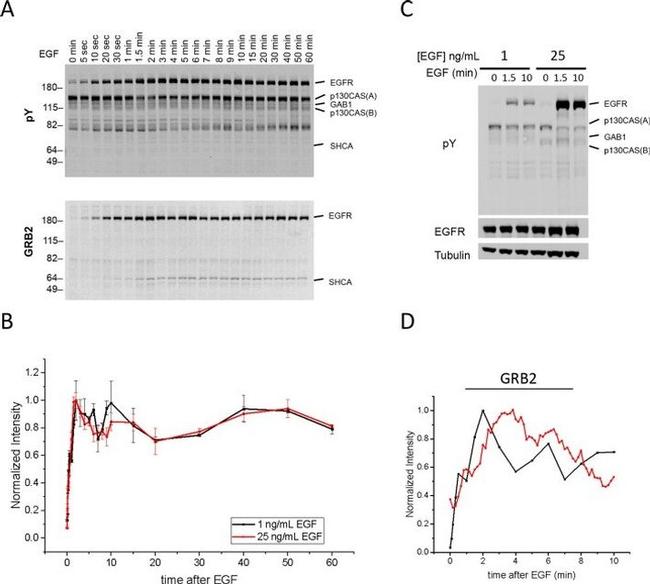 Phospho-EGFR (Tyr1148) Antibody in Western Blot (WB)