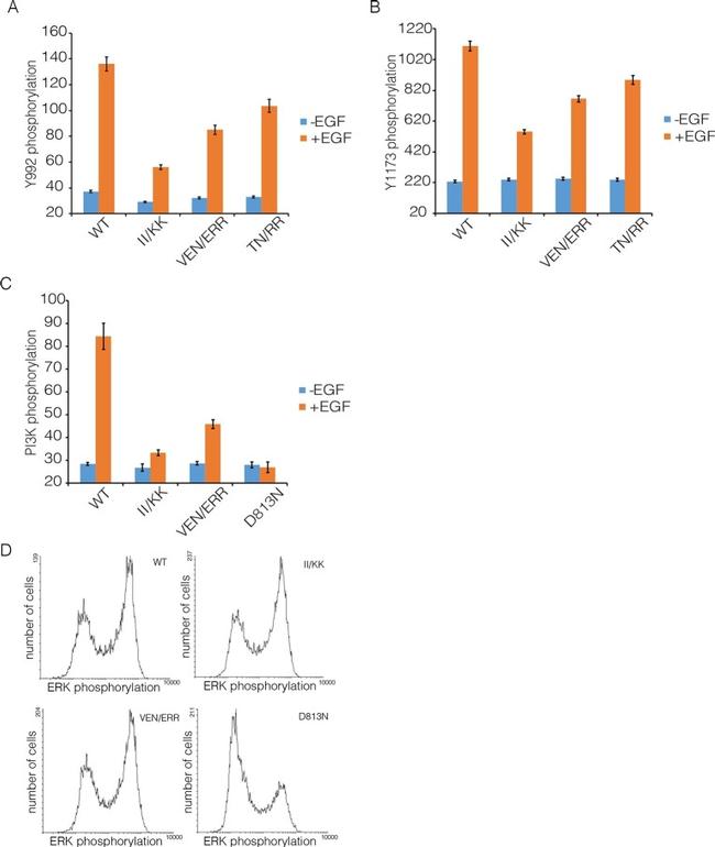 Phospho-EGFR (Tyr992) Antibody in Flow Cytometry (Flow)