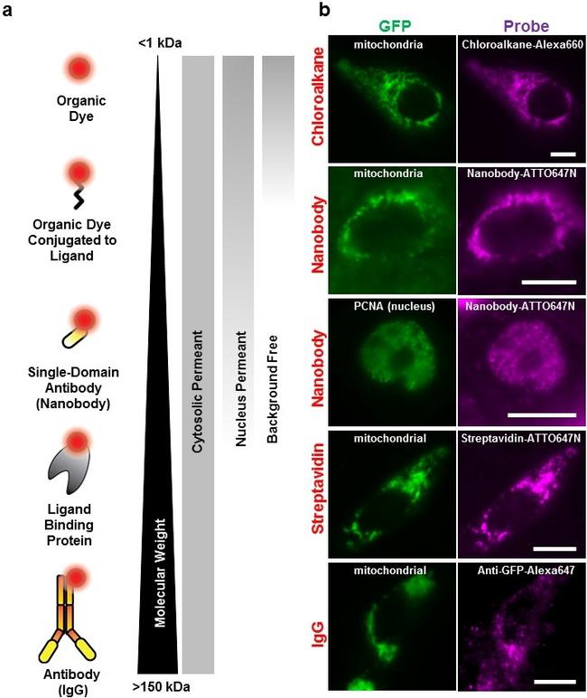 GFP Antibody in Immunocytochemistry (ICC/IF)