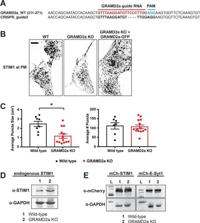 mCherry Antibody in Western Blot (WB)