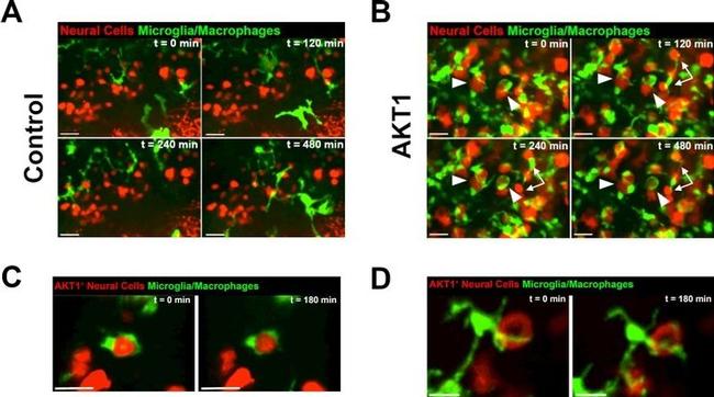 AKT1 Antibody in Immunocytochemistry (ICC/IF)